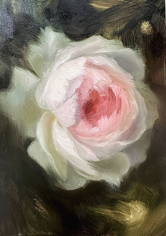 Rose Study IV, Soft impressionist oil painting of a pale blush rose with luminous white petals and a warm pink center, emerging from a dark atmospheric background with expressive, painterly brushwork., 2026 oil painting on wood panel by Laura L. Krusemark