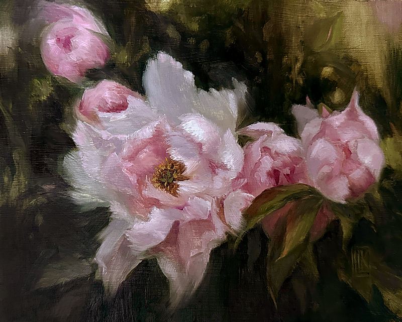 Spring Tree Peonies, An original oil painting on wood panel featuring delicate pink tree peonies surrounded by lush green foliage and warm natural light. Painted in a contemporary impressionist style with expressive brushwork, this botanical floral artwork captures the elegance of spring gardens and the timeless beauty of blooming peonies. Perfect for collectors of floral fine art, botanical paintings, original oil paintings, and nature-inspired home décor., 2026 oil painting on wood panel by Laura L. Krusemark
