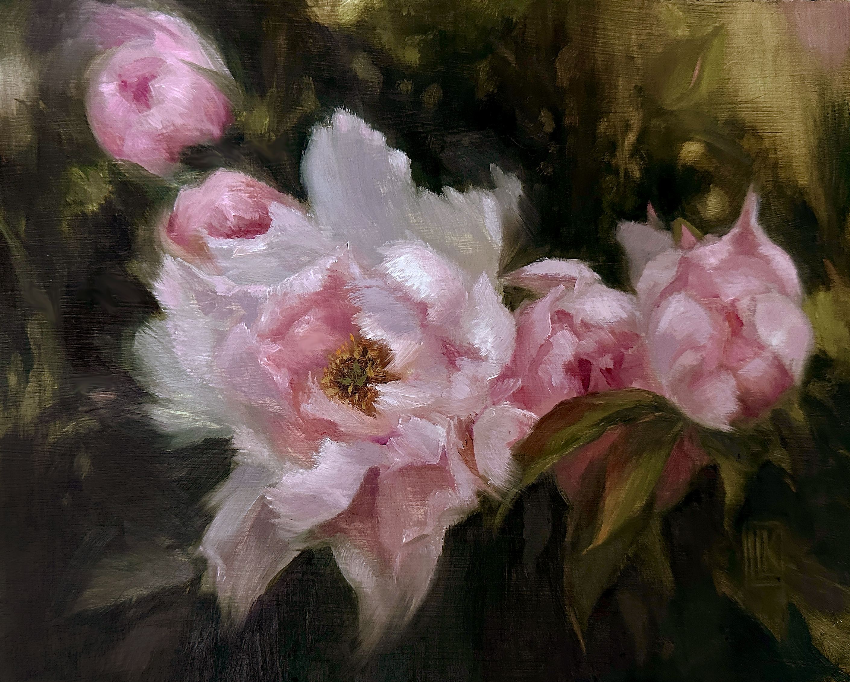 Spring Tree Peonies, An original oil painting on wood panel featuring delicate pink tree peonies surrounded by lush green foliage and warm natural light. Painted in a contemporary impressionist style with expressive brushwork, this botanical floral artwork captures the elegance of spring gardens and the timeless beauty of blooming peonies. Perfect for collectors of floral fine art, botanical paintings, original oil paintings, and nature-inspired home décor., 2026 oil painting on wood panel by Laura L. Krusemark